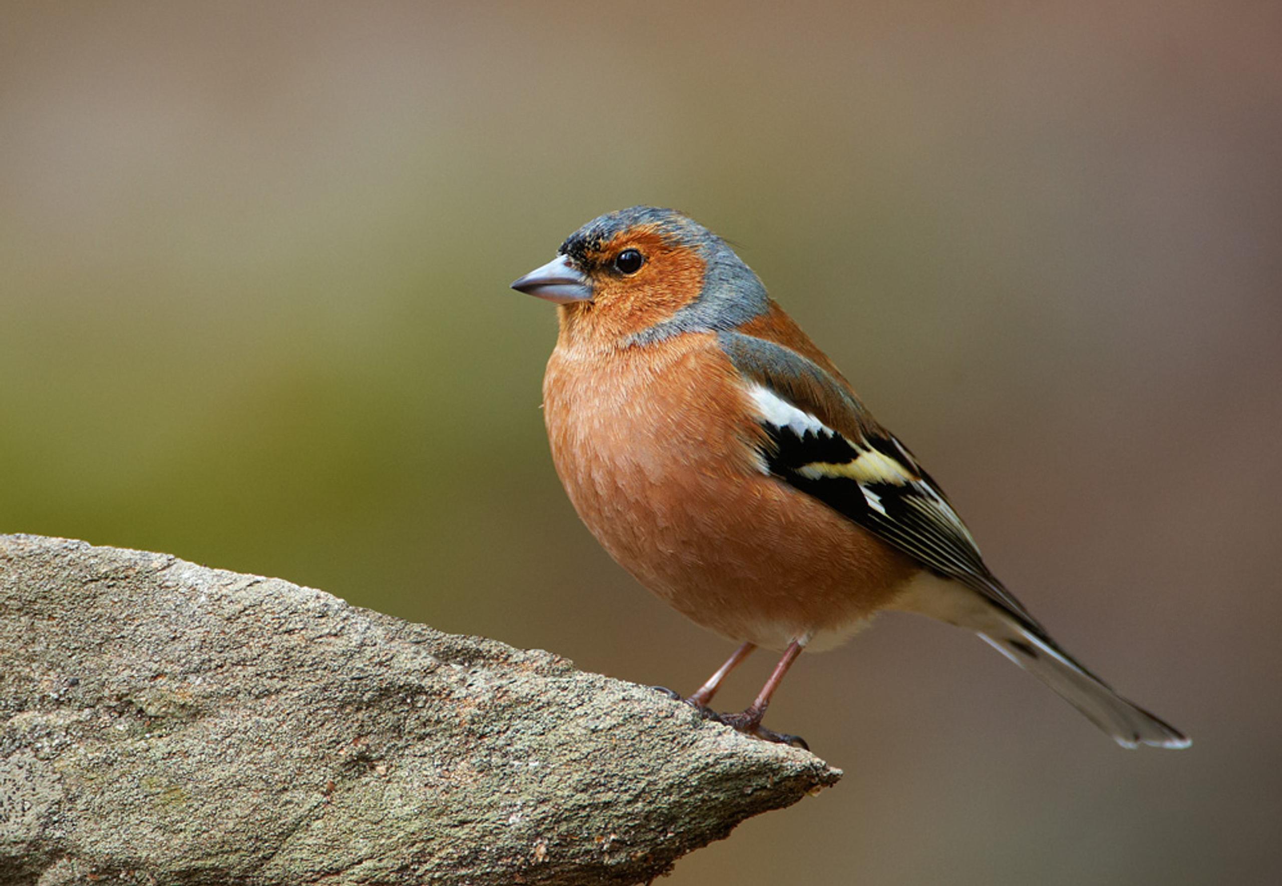 Birdwatching in the middle of Telemark