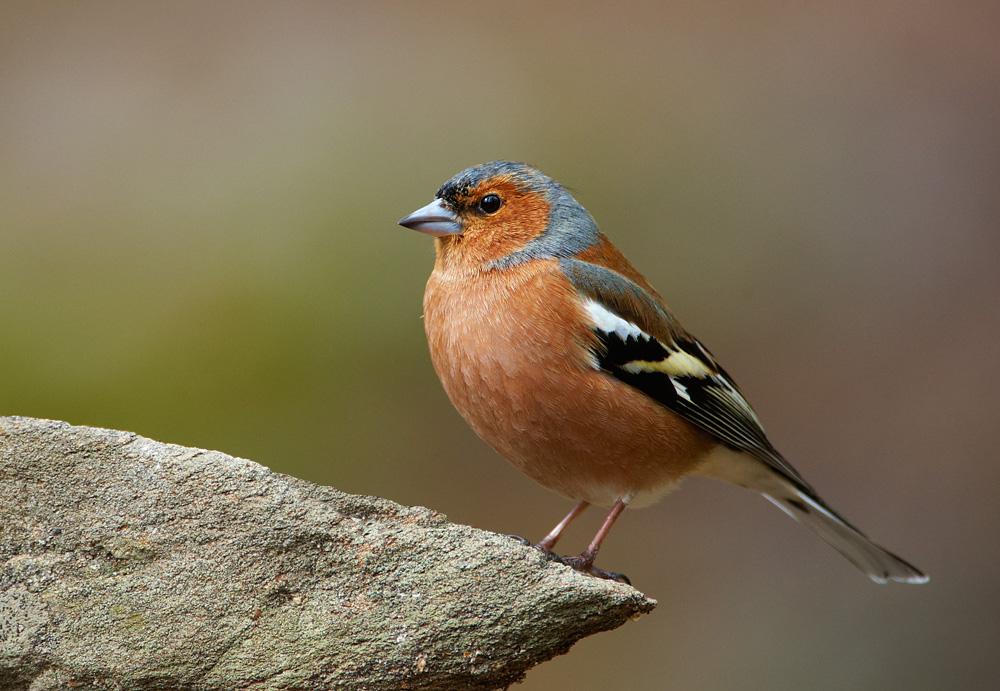 Birdwatching in the middle of Telemark
