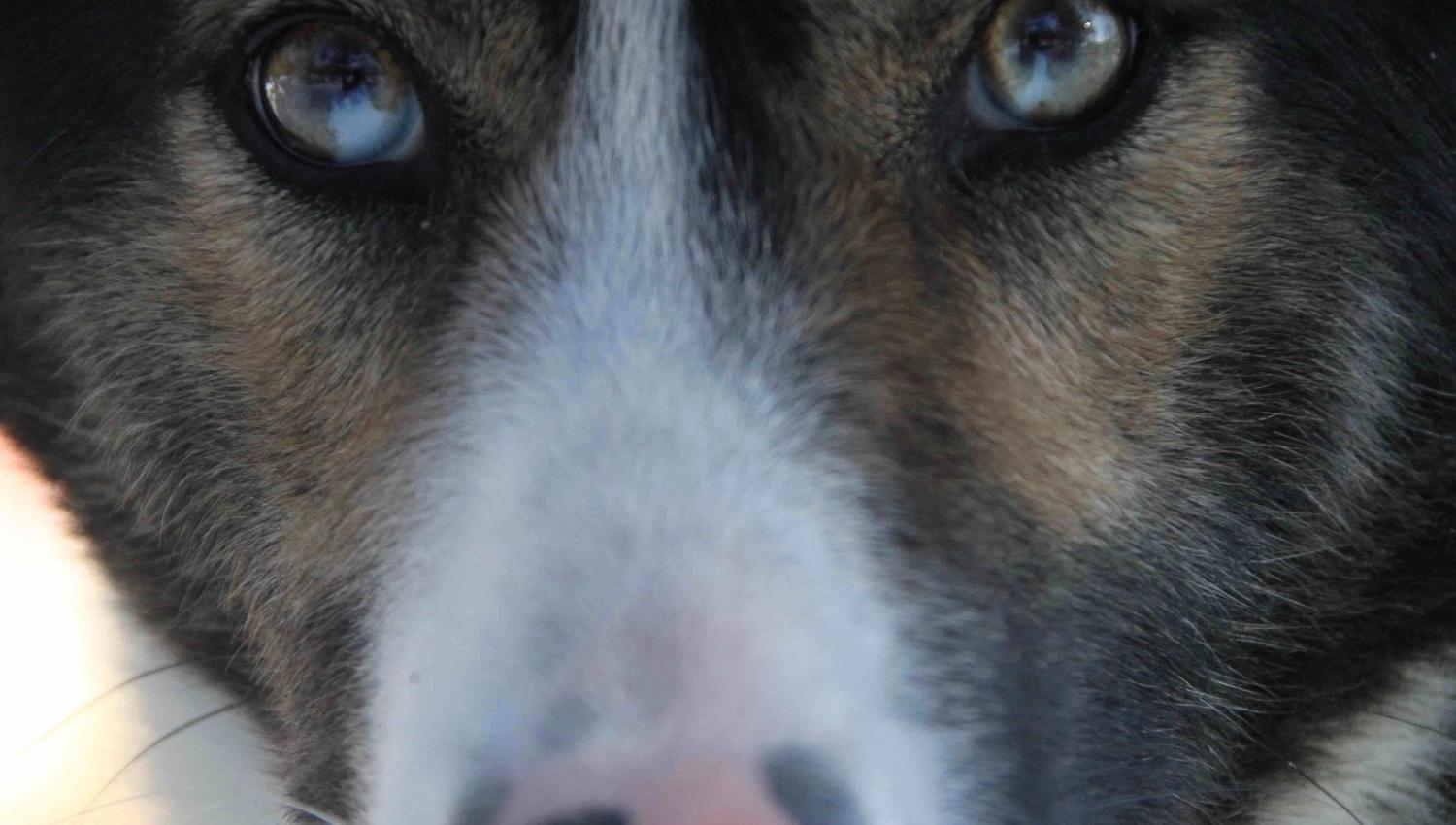 Dog sledding tours