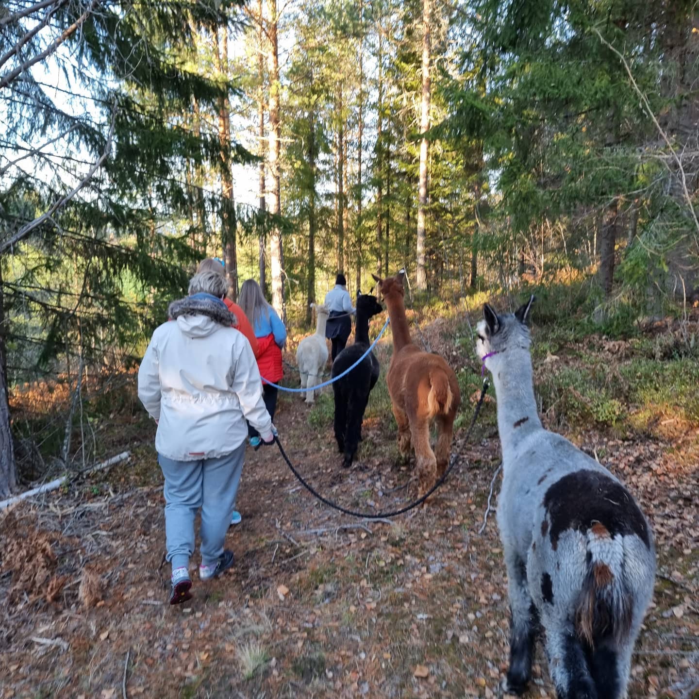 group walks with alpacas