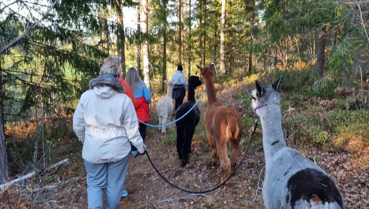 group walks with alpacas
