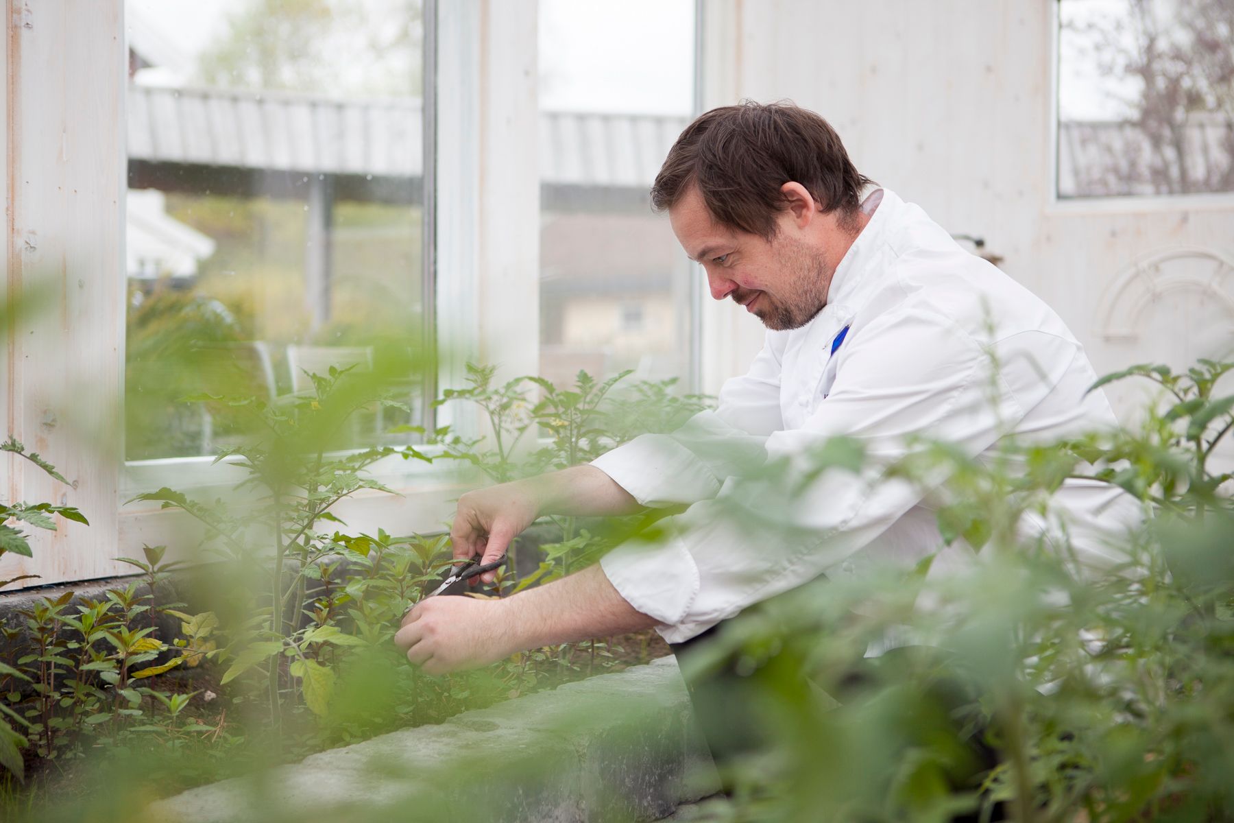 Chef picking herbs