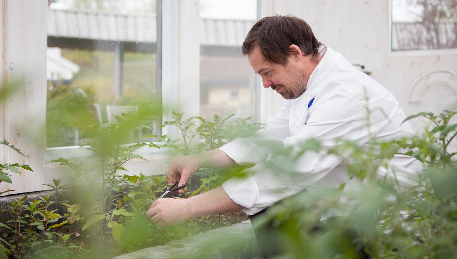 Chef picking herbs