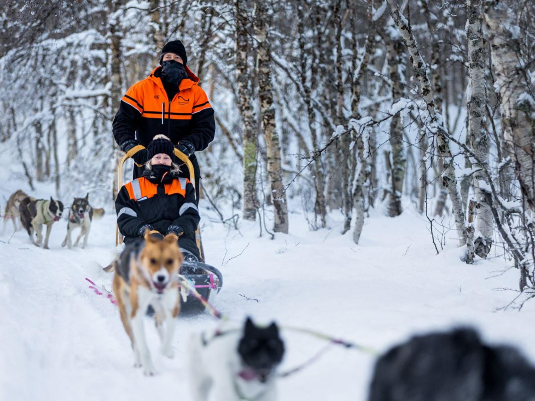 Gjester kjører hundeslede