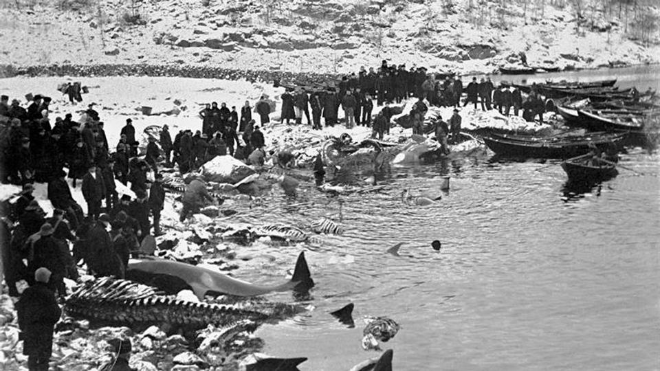 People in Norway hunting whales