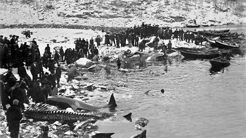 People in Norway hunting whales