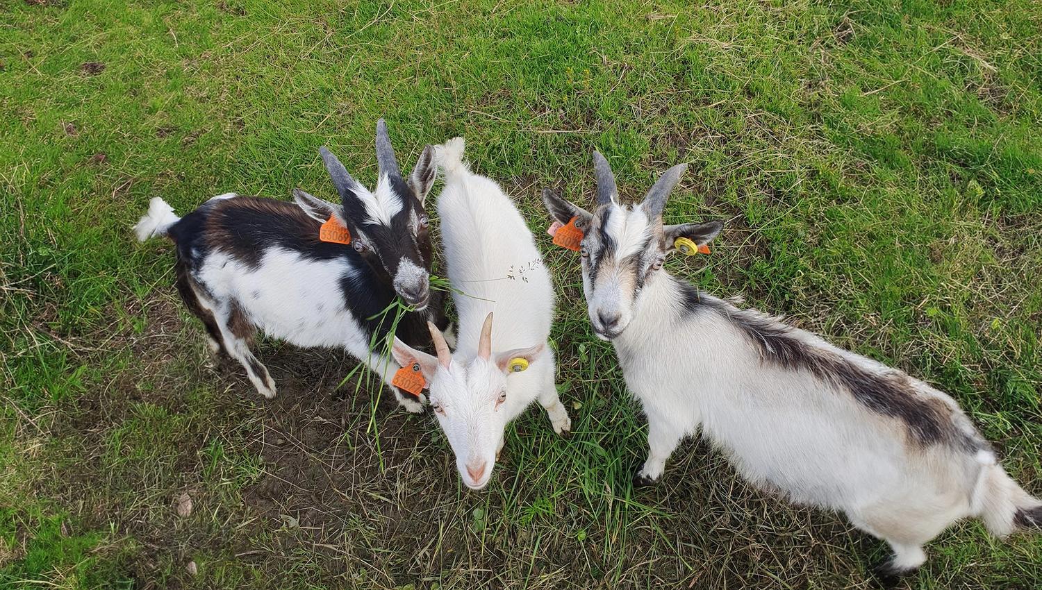 Geit ved Øynebråten Støl