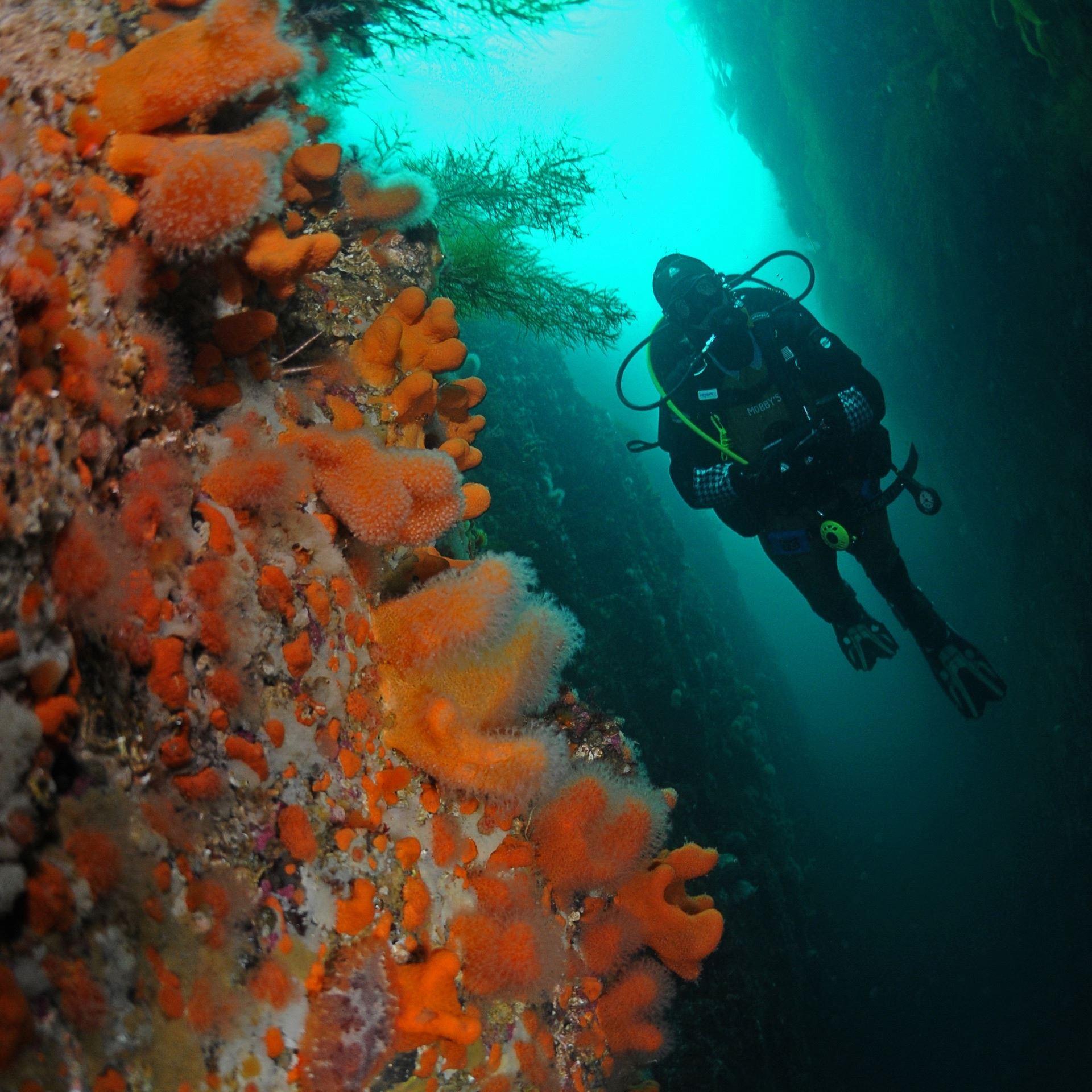 Full Day Diving in Lofoten
