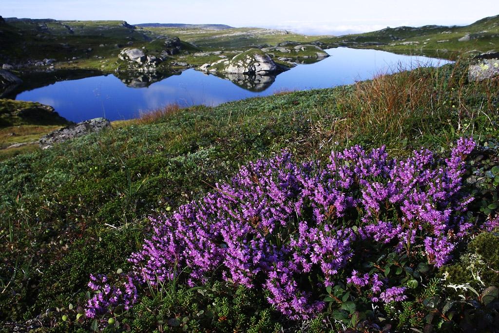 Svandalen in Sauda