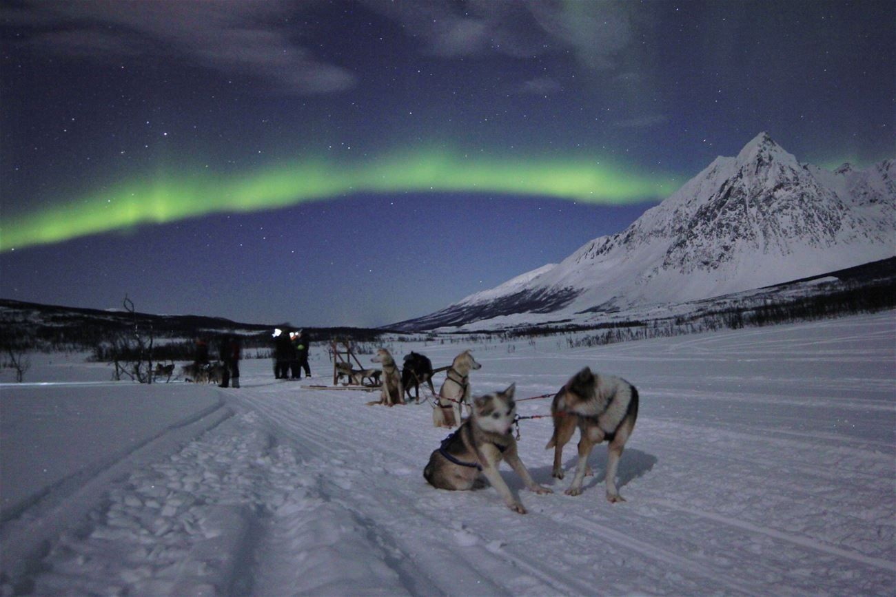 Hundesledetur under nordlyset