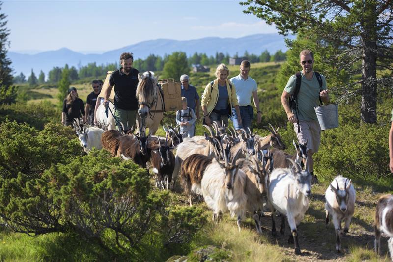 Ute på tur med geiter