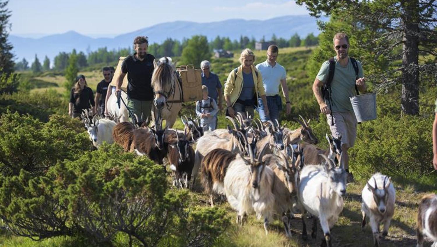 Ute på tur med geiter