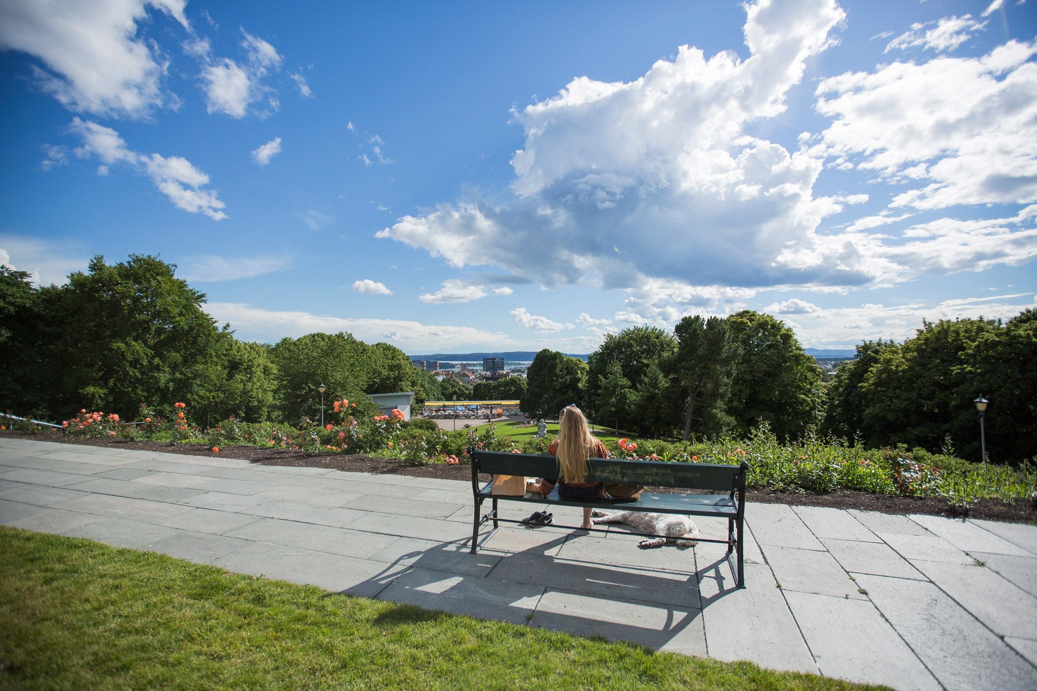 Lady sitting on a park bench with a dog looking at the view of the city
