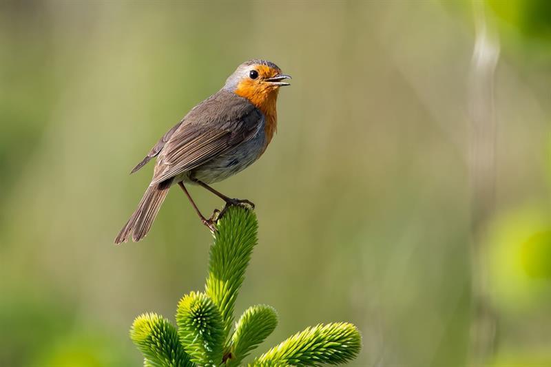 Robin