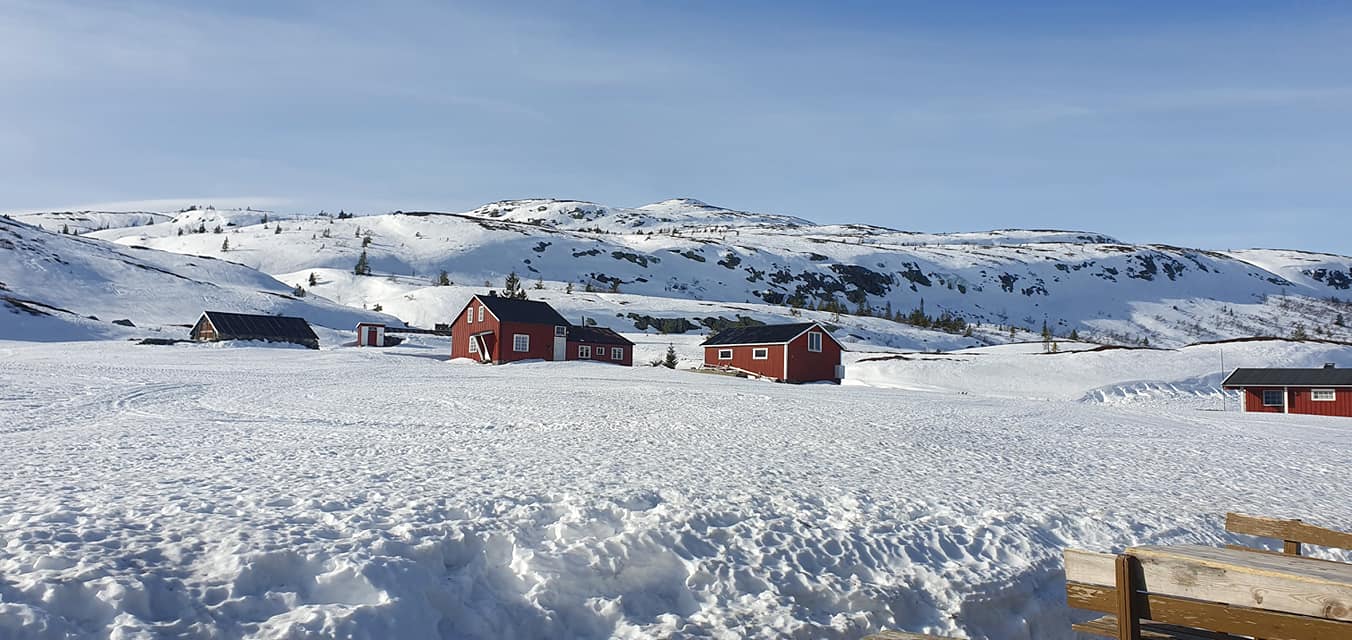 Hollane seter på vinteren