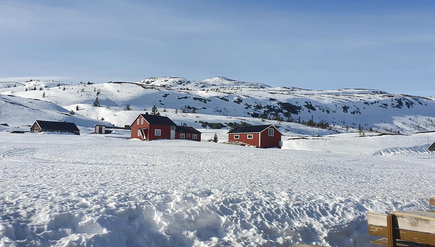 Hollane seter på vinteren