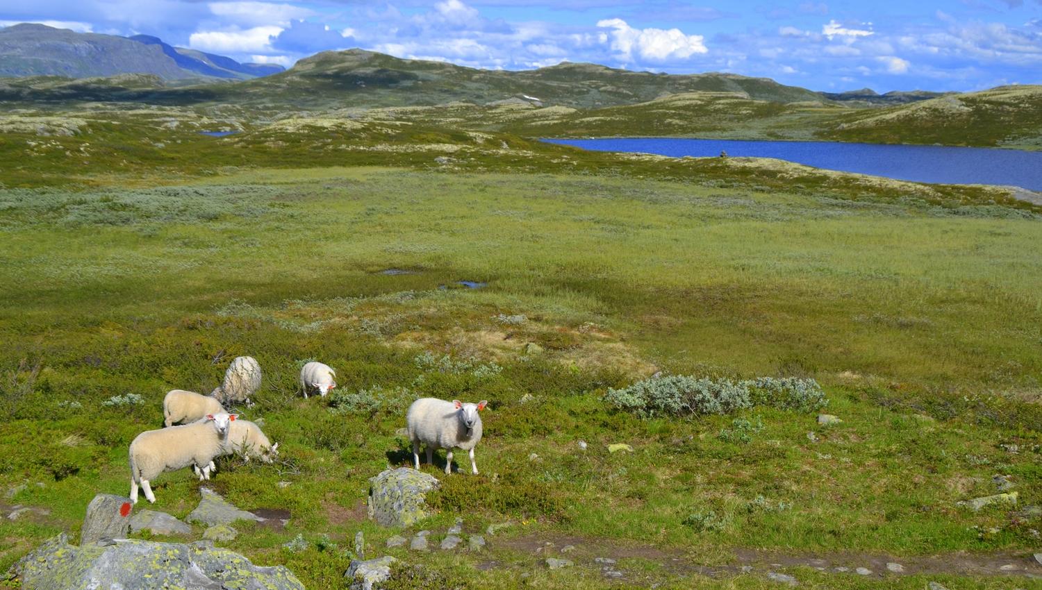Bergsjølam