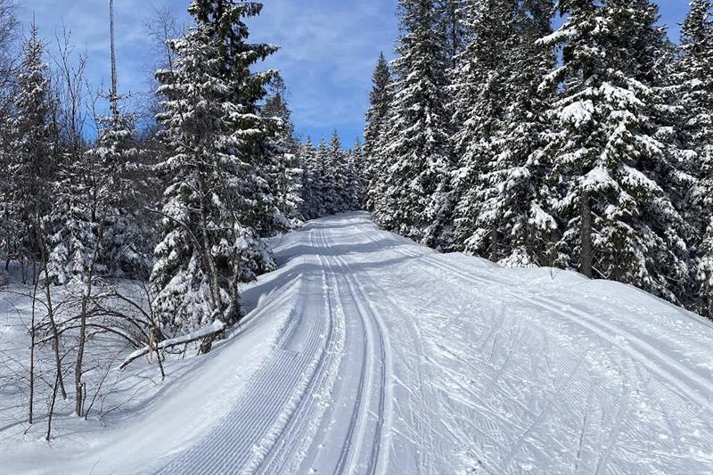 Langrennsløyper i skogen