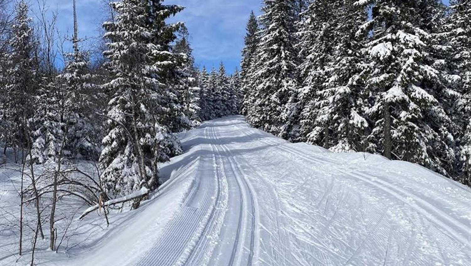 Langrennsløyper i skogen
