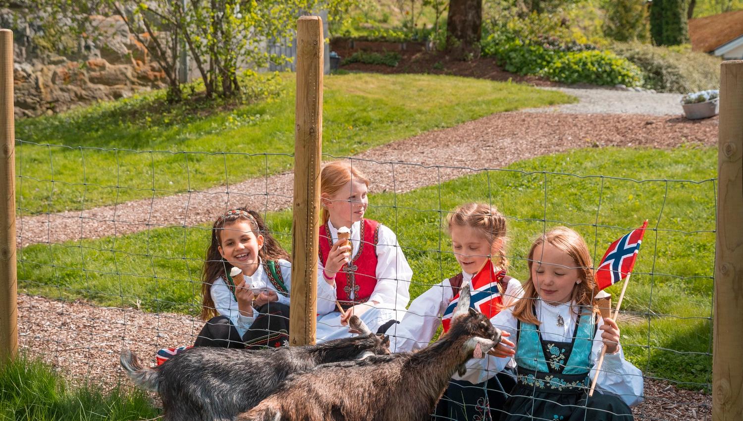 Four children in traditional clothing sit behind a wire fence, feeding two goats on a sunny farmyard lawn.