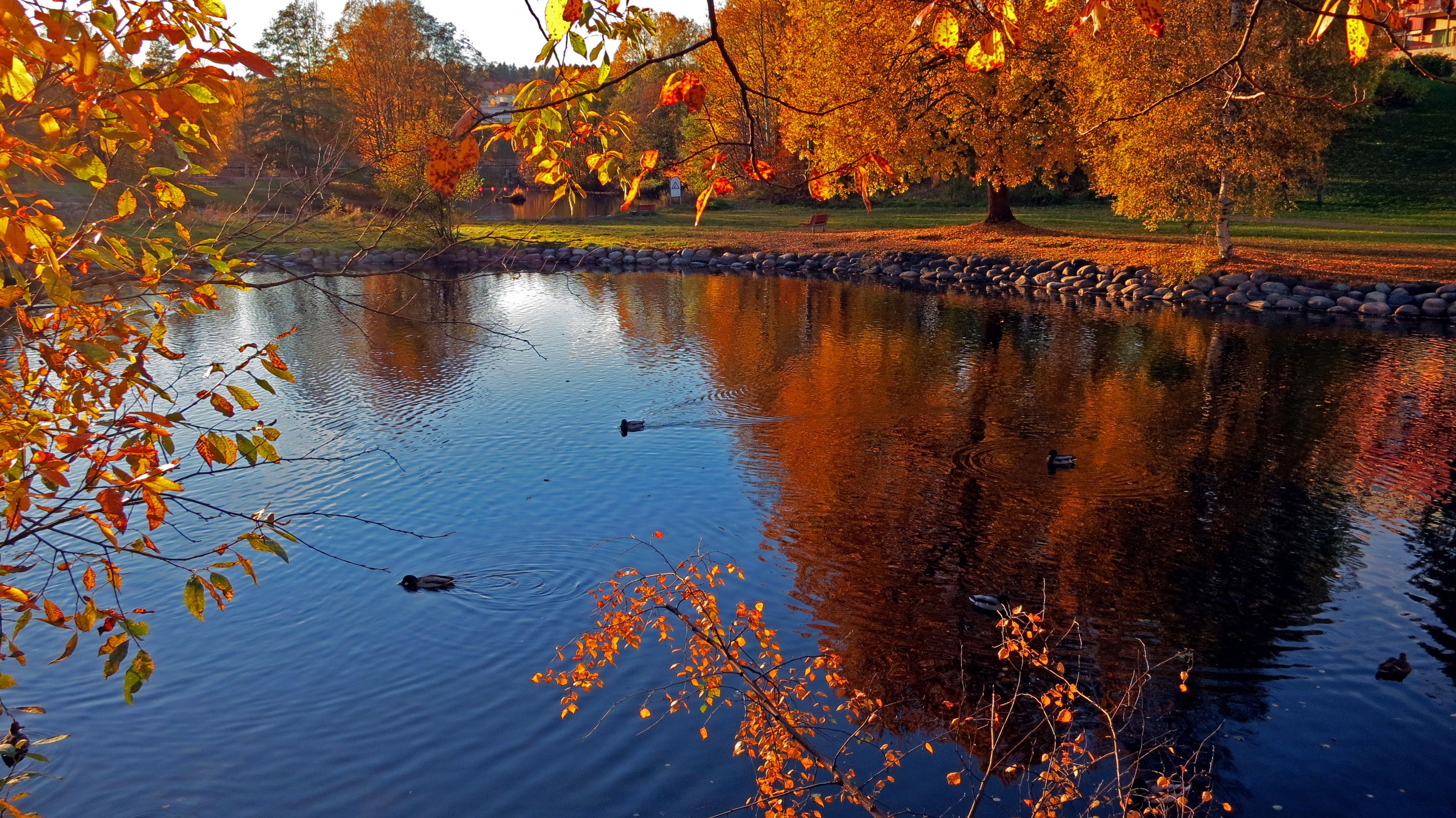 Ducks in the pond.