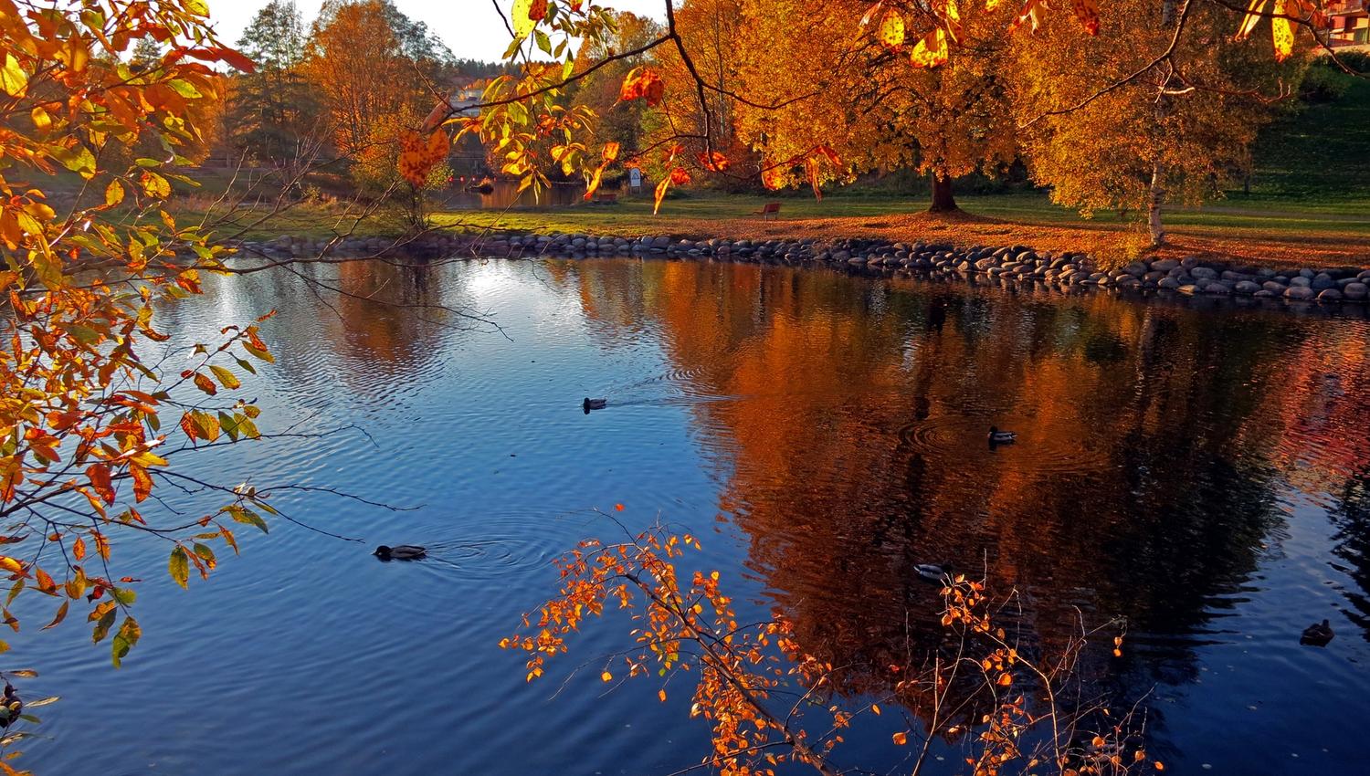 Ducks in the pond.