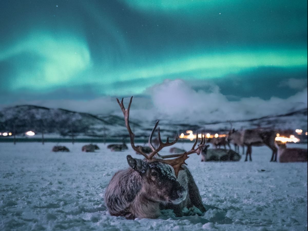 Reindeer rest in a snowy Arctic landscape beneath the green Northern Lights. The image captures the two main highlights of Tromsø Arctic Reindeer's reindeer camp visit and Northern Lights chase.