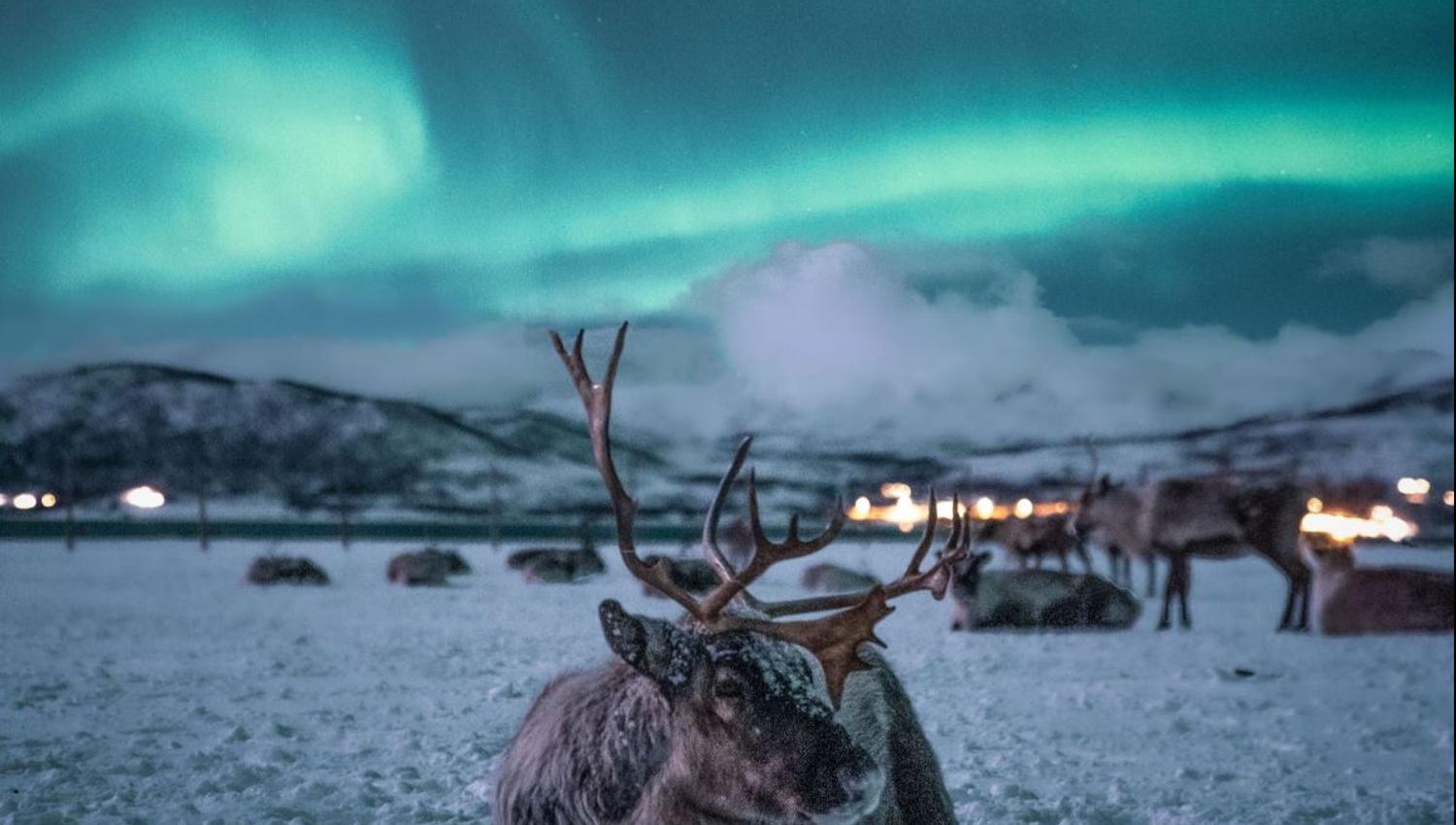 Reindeer rest in a snowy Arctic landscape beneath the green Northern Lights. The image captures the two main highlights of Tromsø Arctic Reindeer's reindeer camp visit and Northern Lights chase.