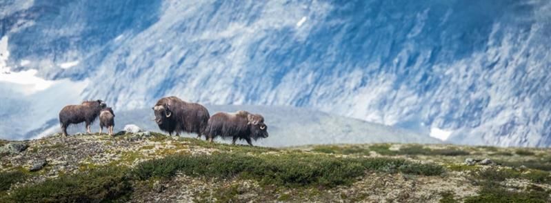 Moskus mot Snøhetta