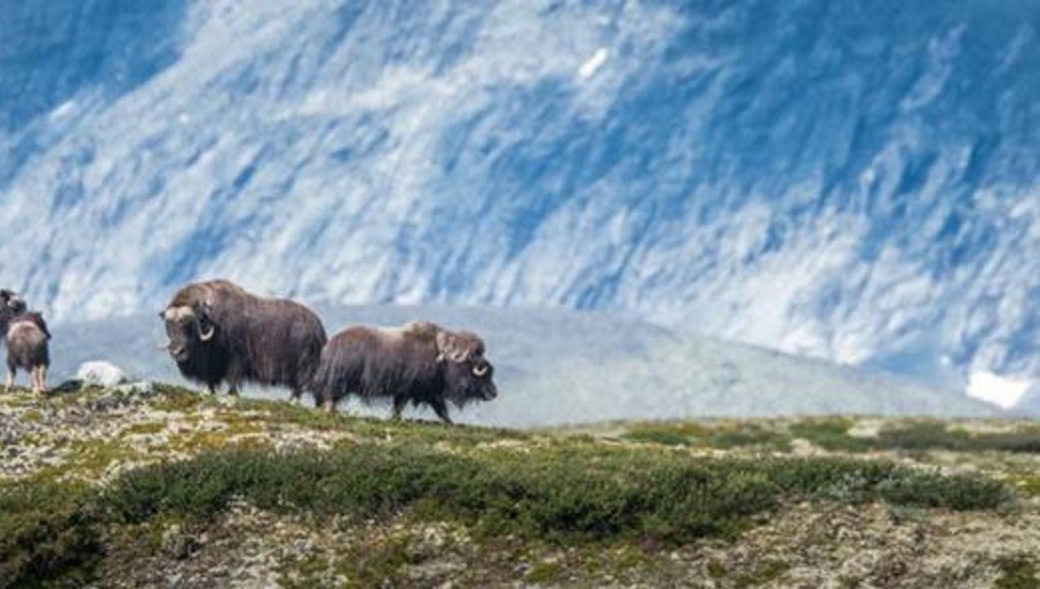 Moskus mot Snøhetta