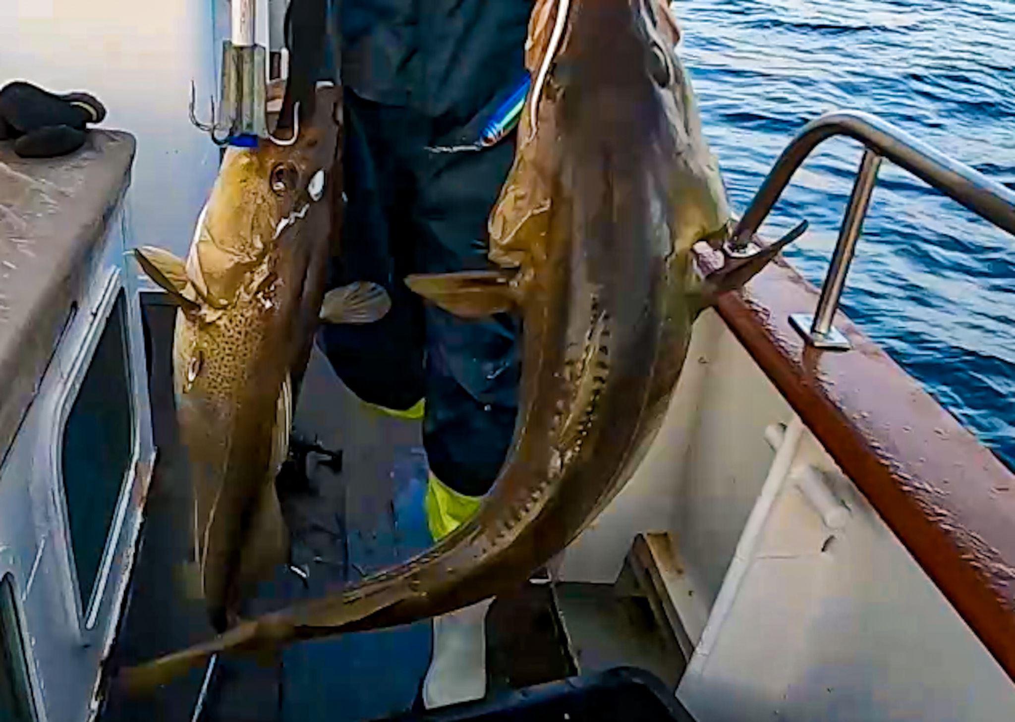 Cod fishing package with World Sea Explorers