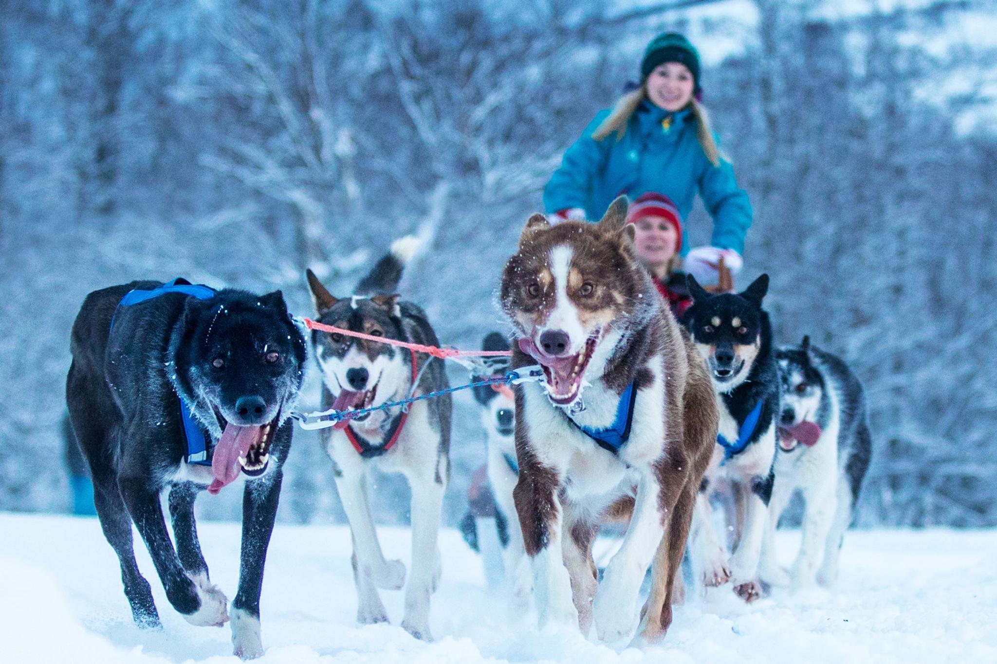 Dogsledding with Husky Isogaisa