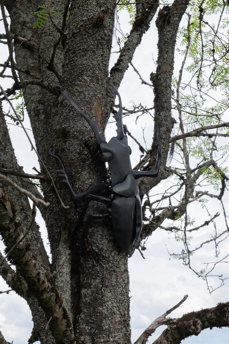 big beetle on a tree 
 Johannes Vemren Rygh «Massive Attac»