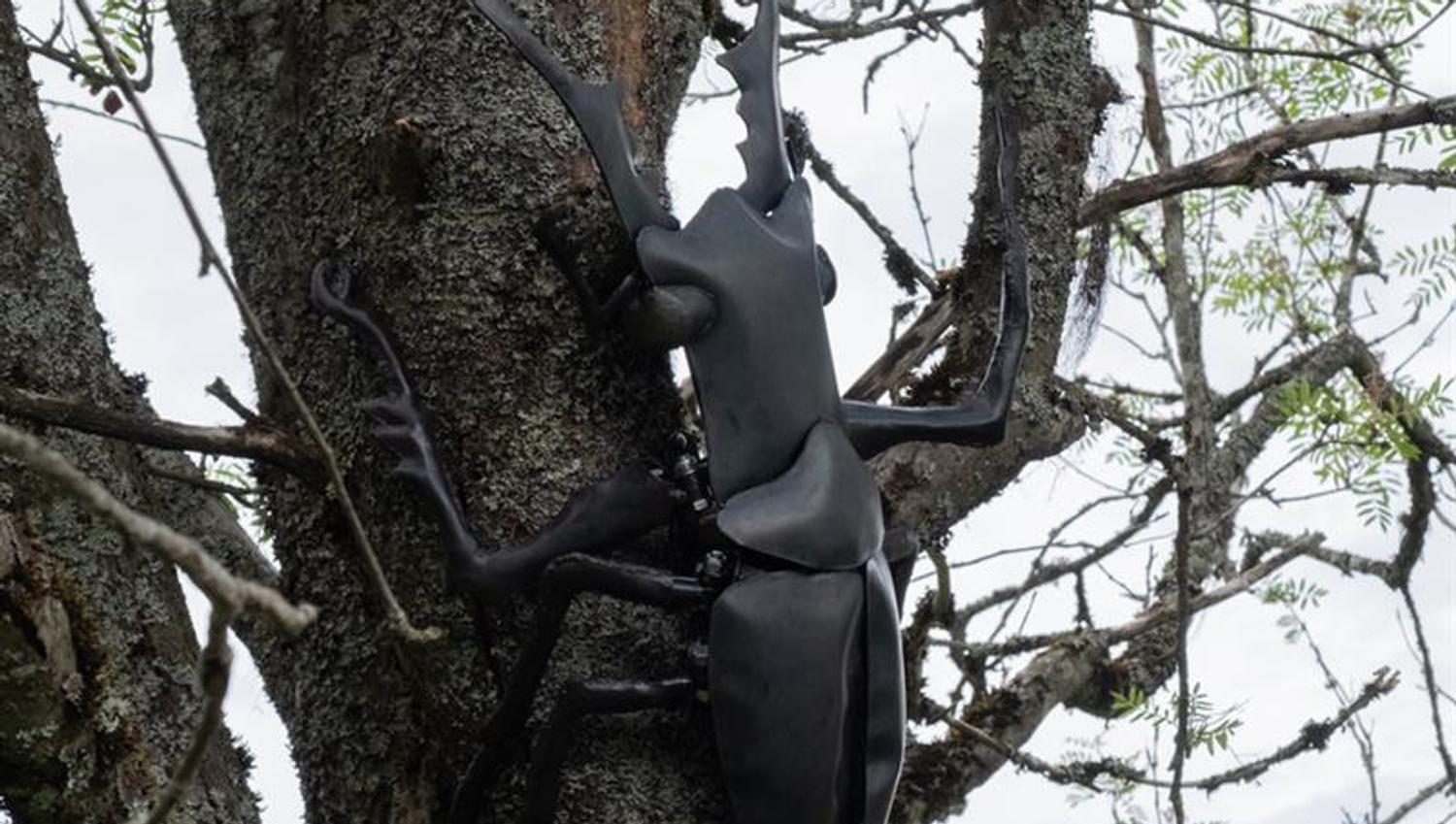 big beetle on a tree
Johannes Vemren Rygh «Massive Attac»
