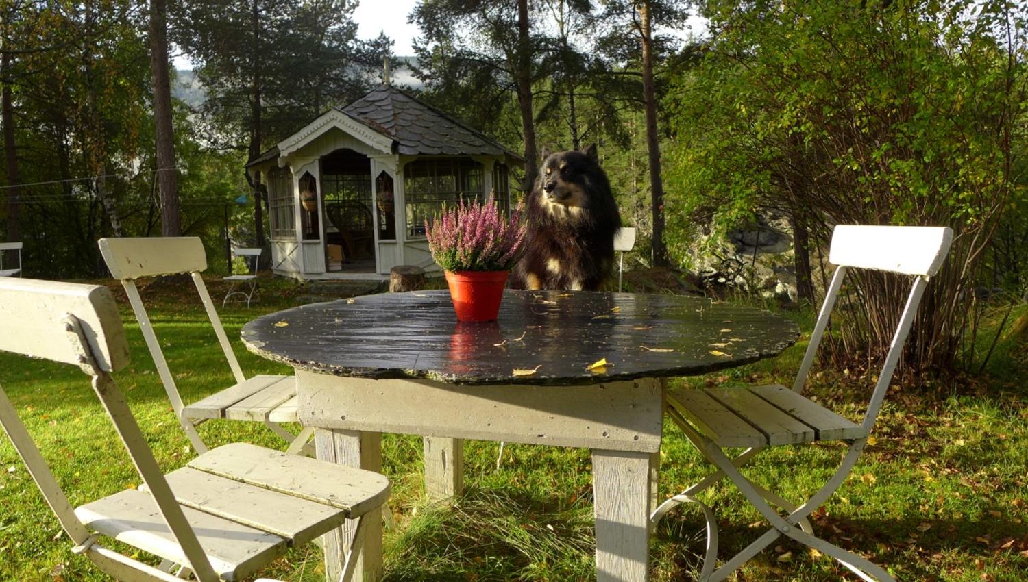 Table and chairs in the garden