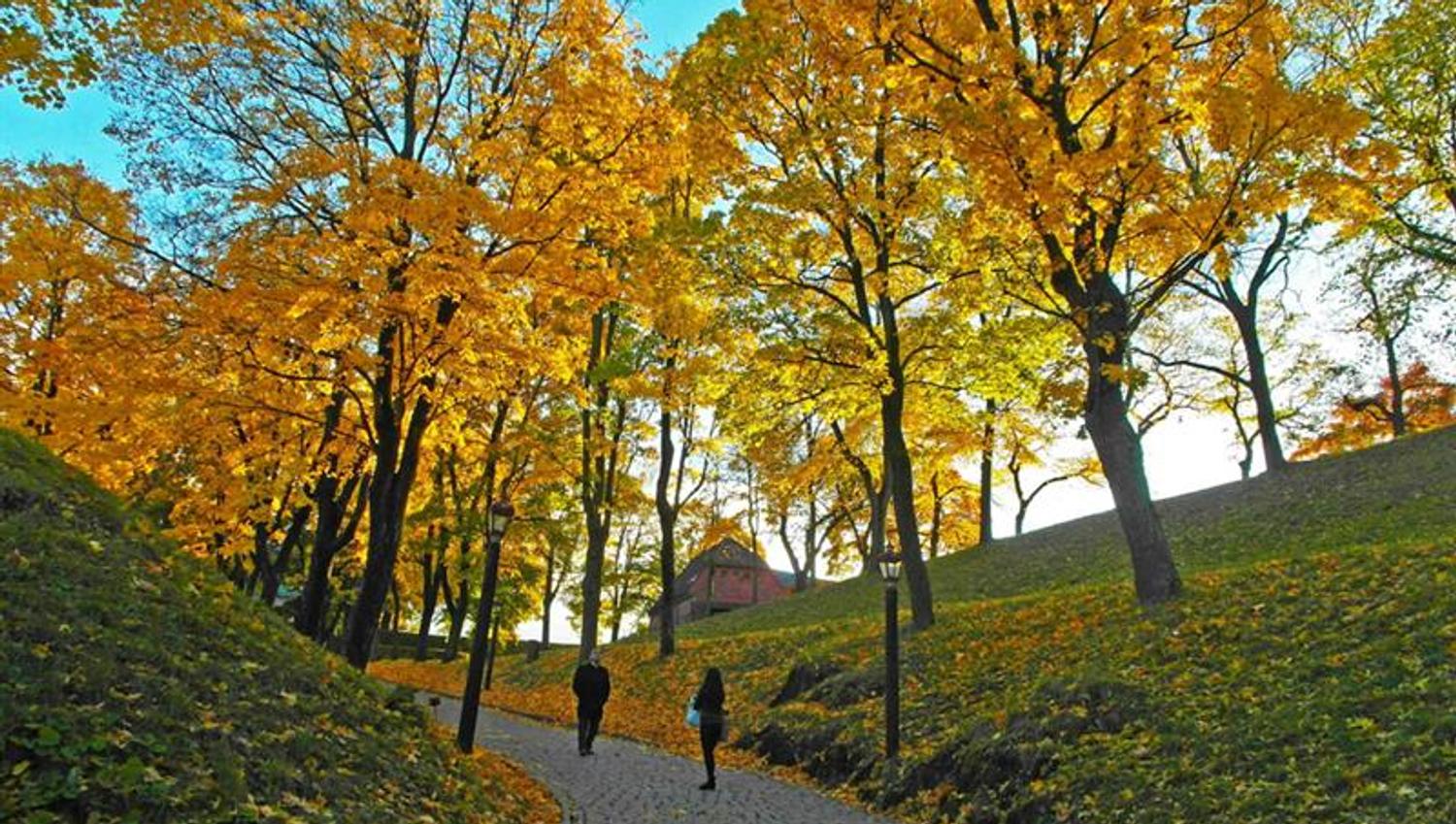 Autumn photo of yellow trees and people standing on a walkway.
