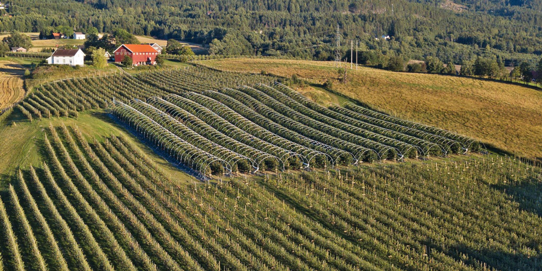 Gvarv_sommer-dronebilde-NeRø-frukt_1000x500jpg