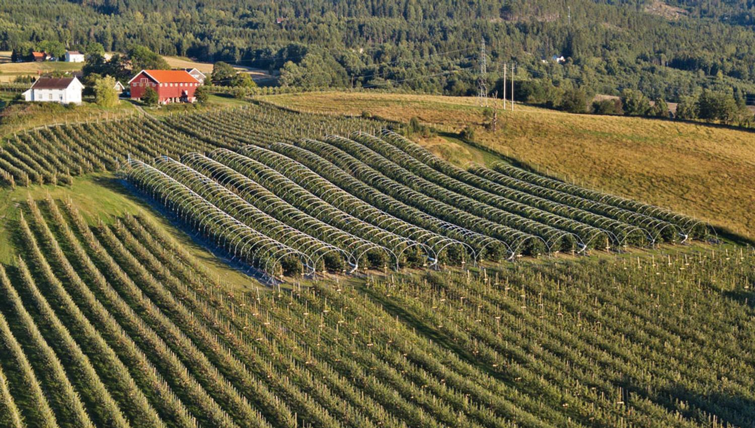 Gvarv_sommer-dronebilde-NeRø-frukt_1000x500jpg