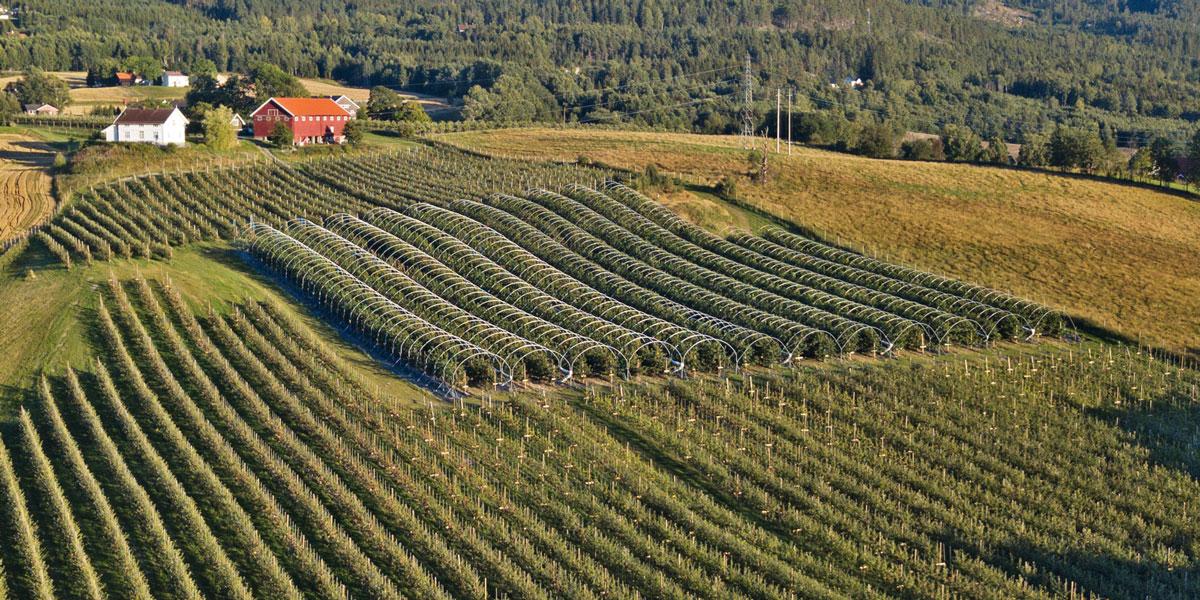 Gvarv_sommer-dronebilde-NeRø-frukt_1000x500jpg