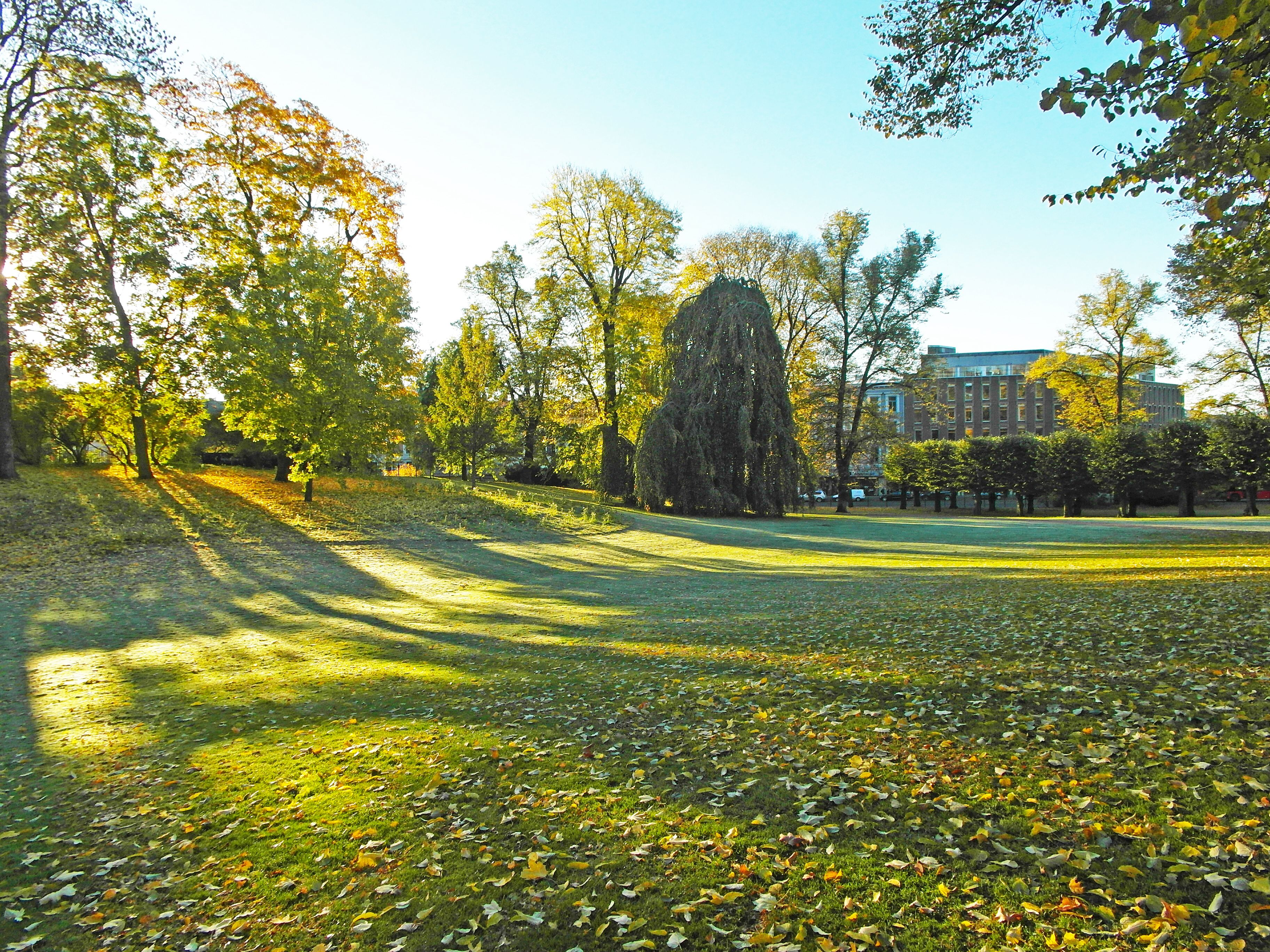 lawn and trees in the palace park