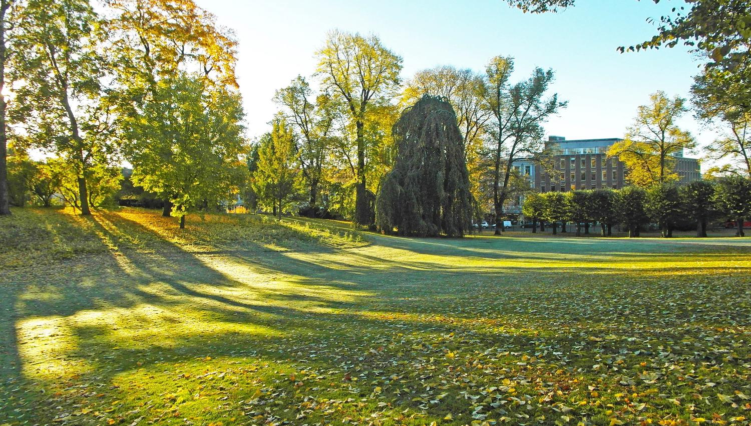 lawn and trees in the palace park