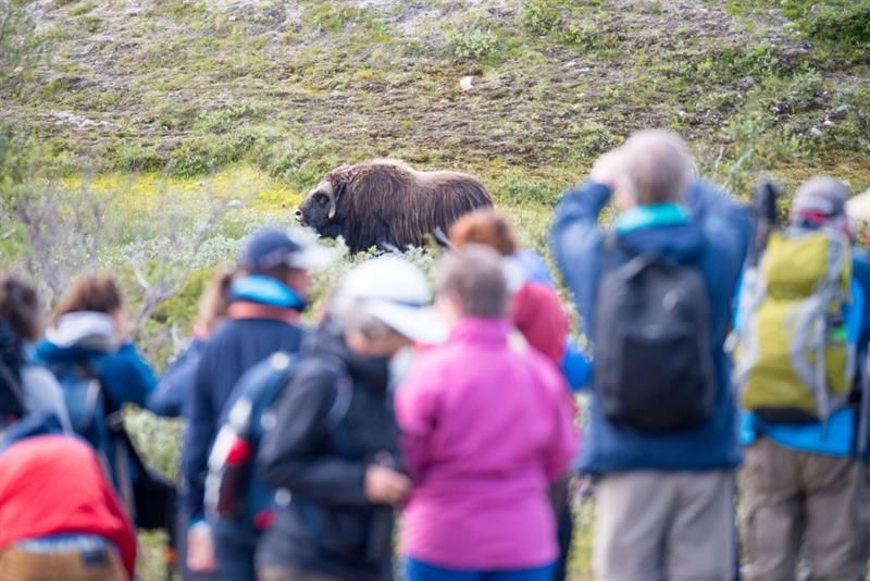 moskussafari på Dovrefjell