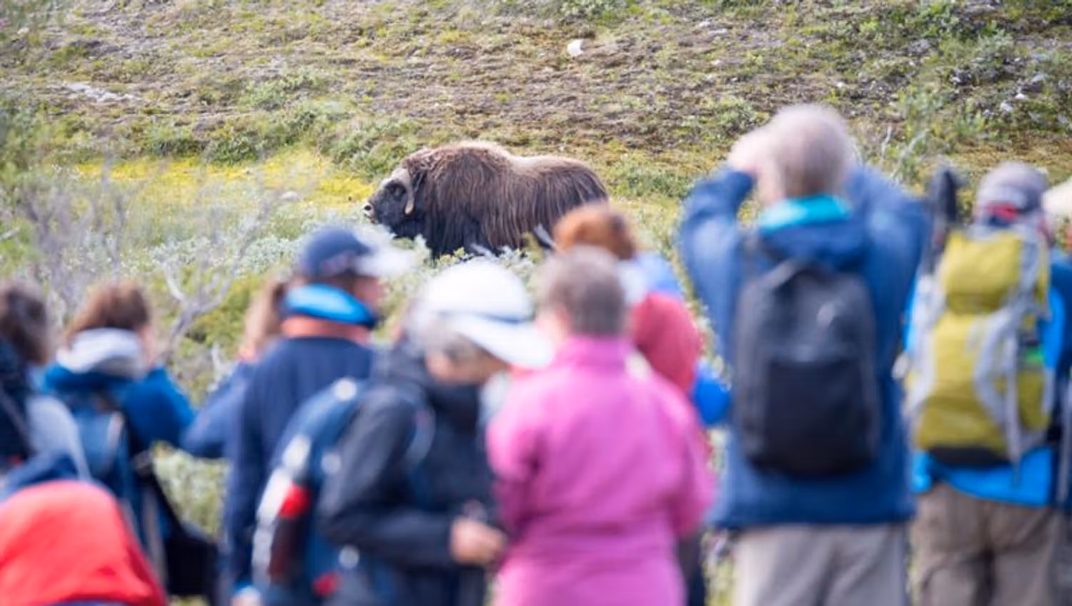 moskussafari på Dovrefjell