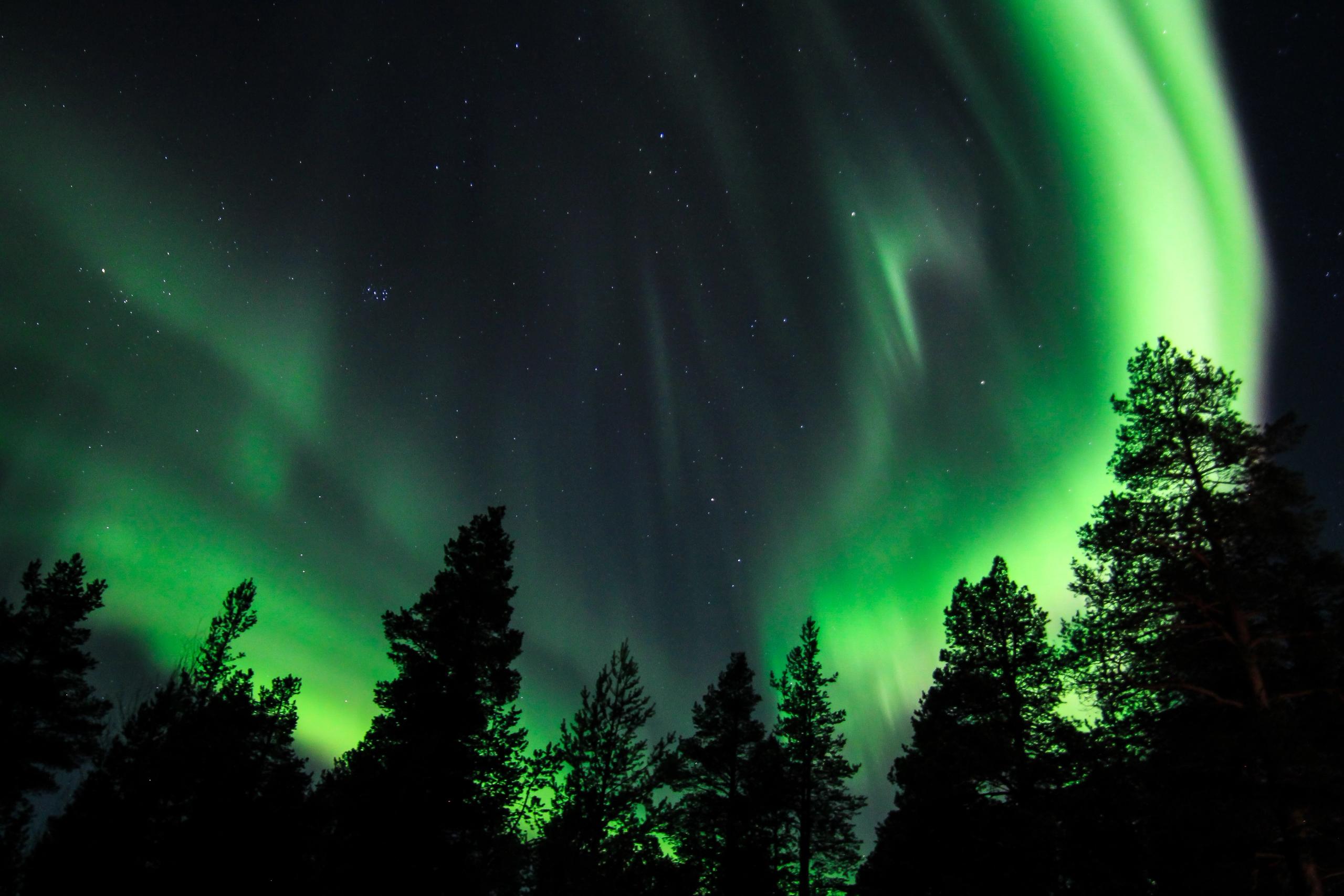 Aurore boréale verte illuminant le ciel nocturne avec des arbres obscurs en silhouette.