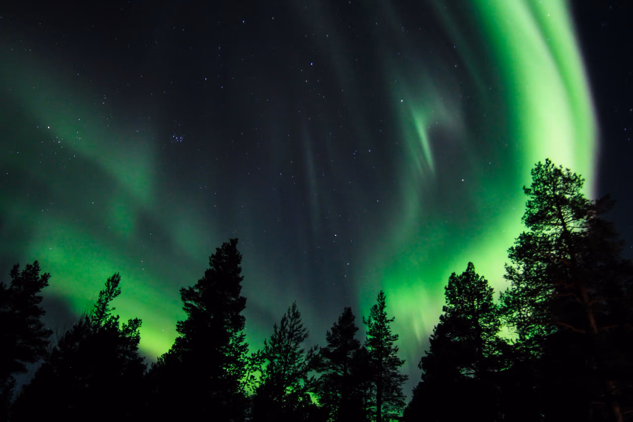 Aurore boréale verte illuminant le ciel nocturne avec des arbres obscurs en silhouette.