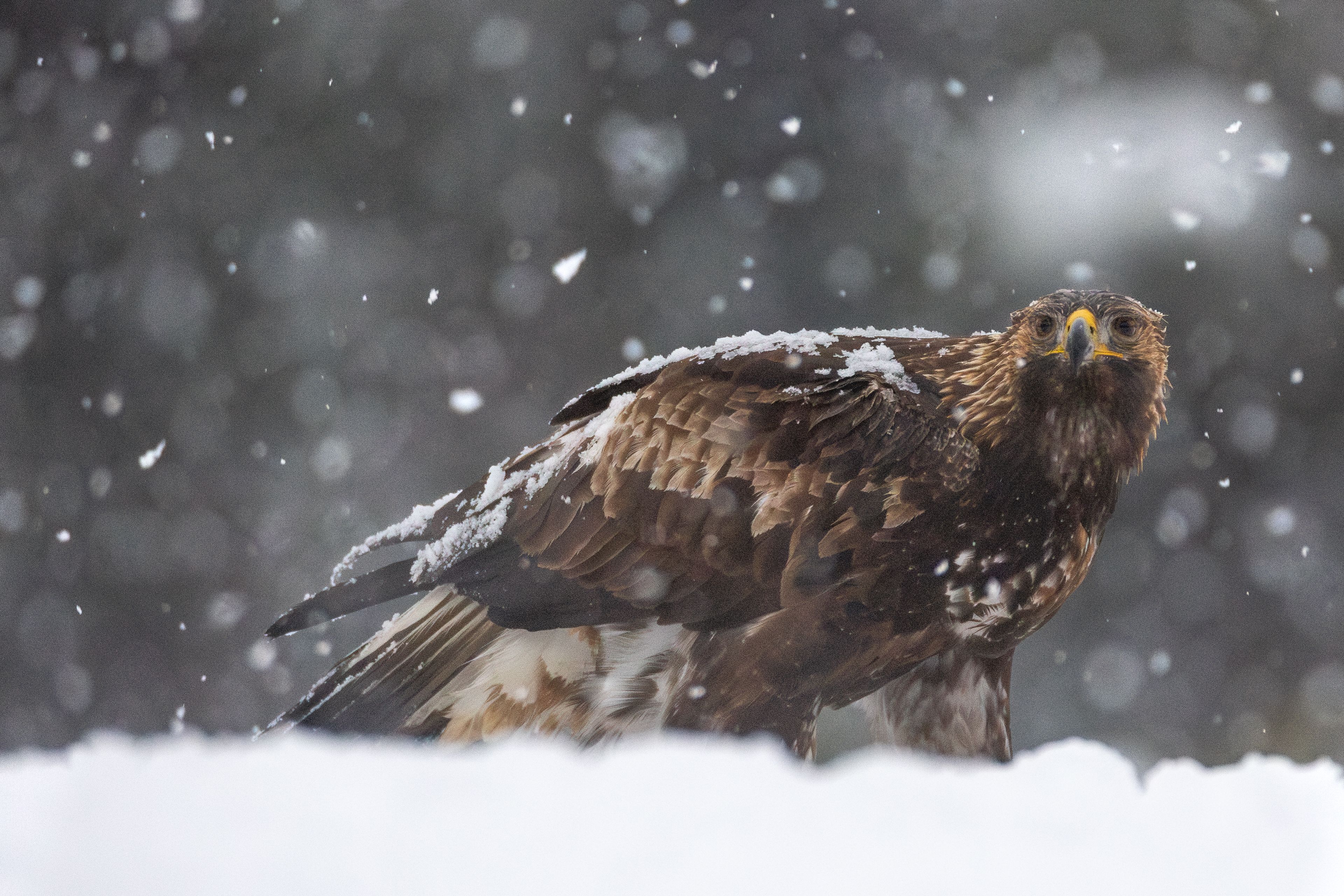 
Walking golden eagle with snow on its back.