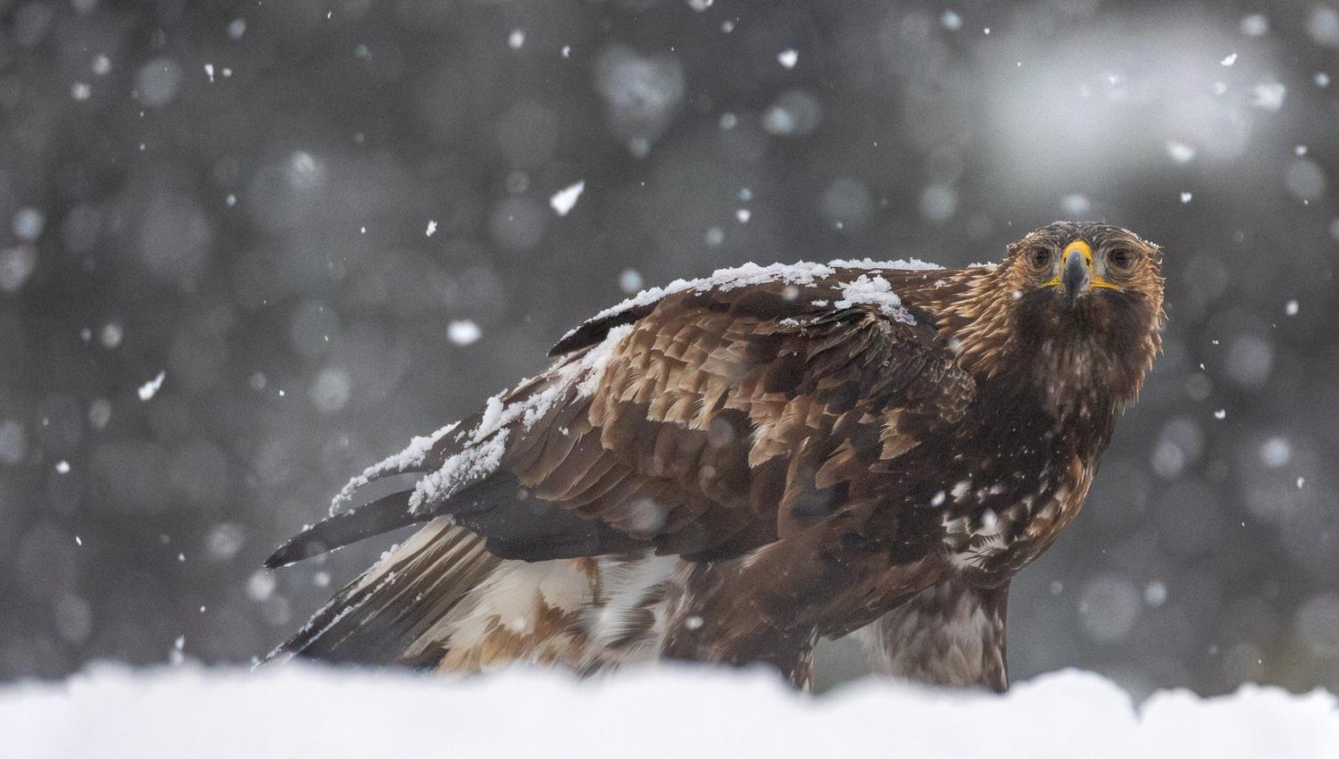 Walking golden eagle with snow on its back.