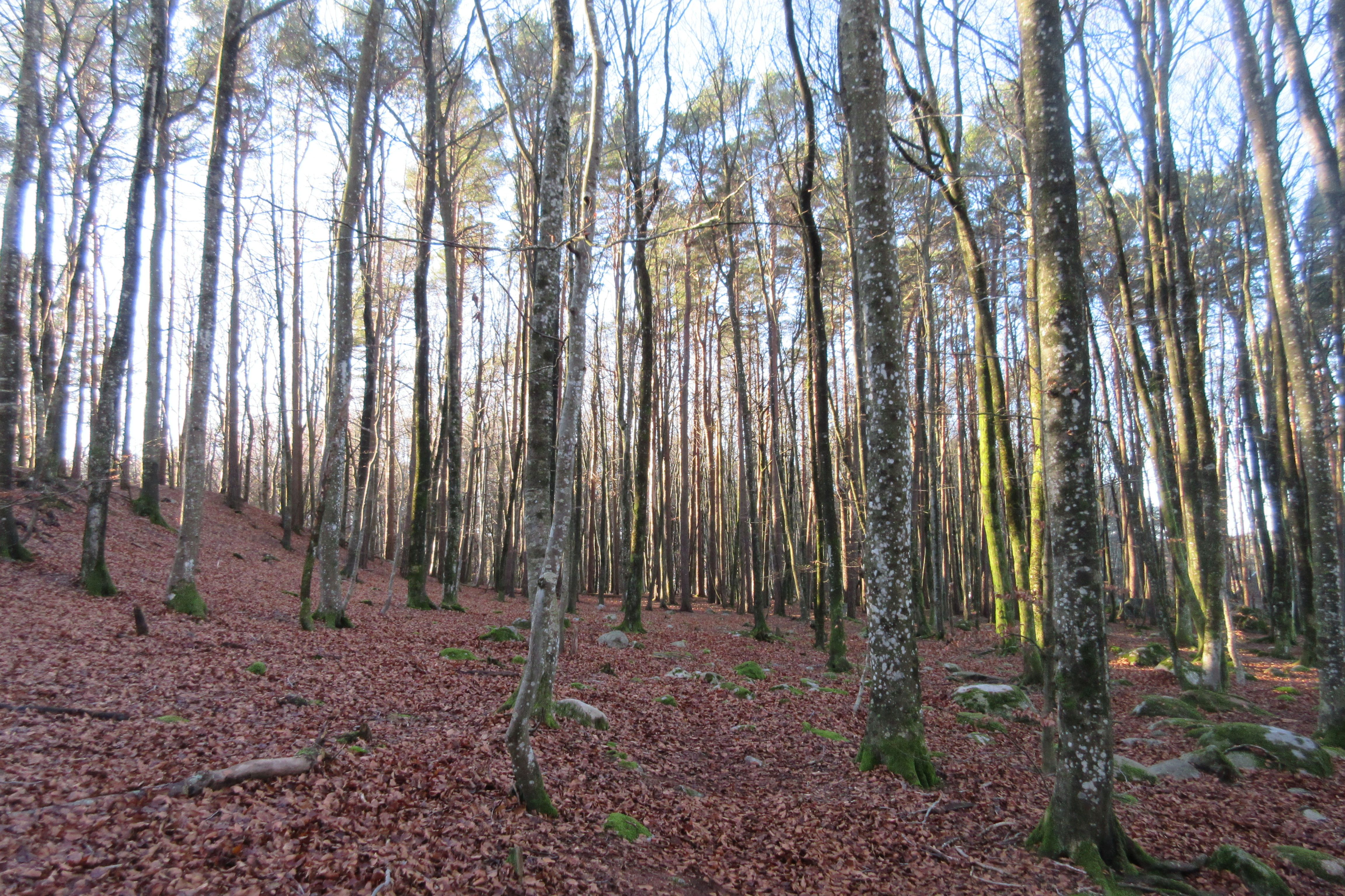 Bøkeskogen på Hasseltangen
