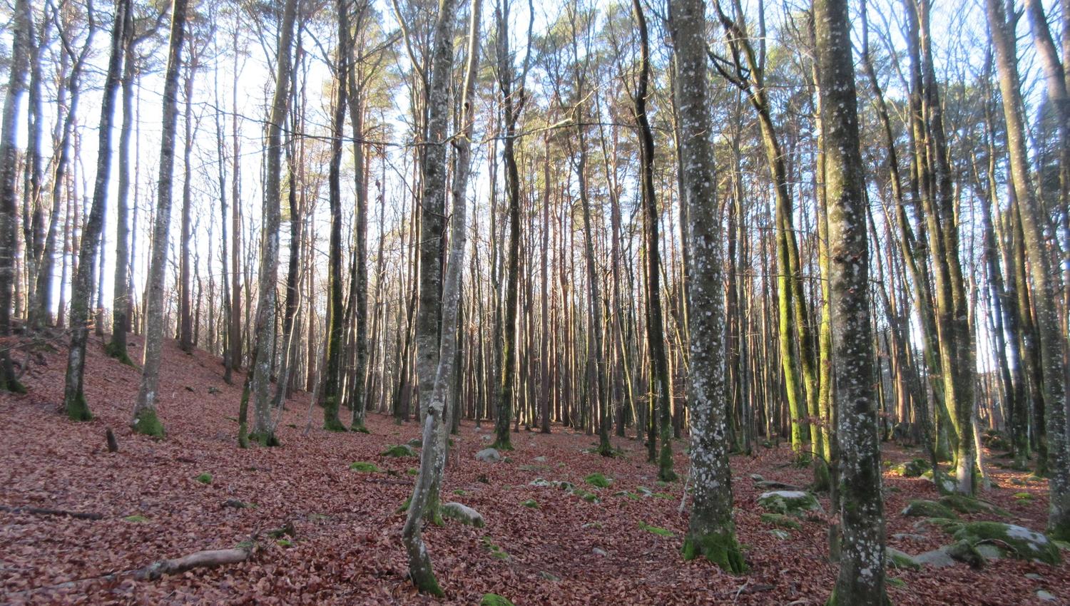 Bøkeskogen på Hasseltangen