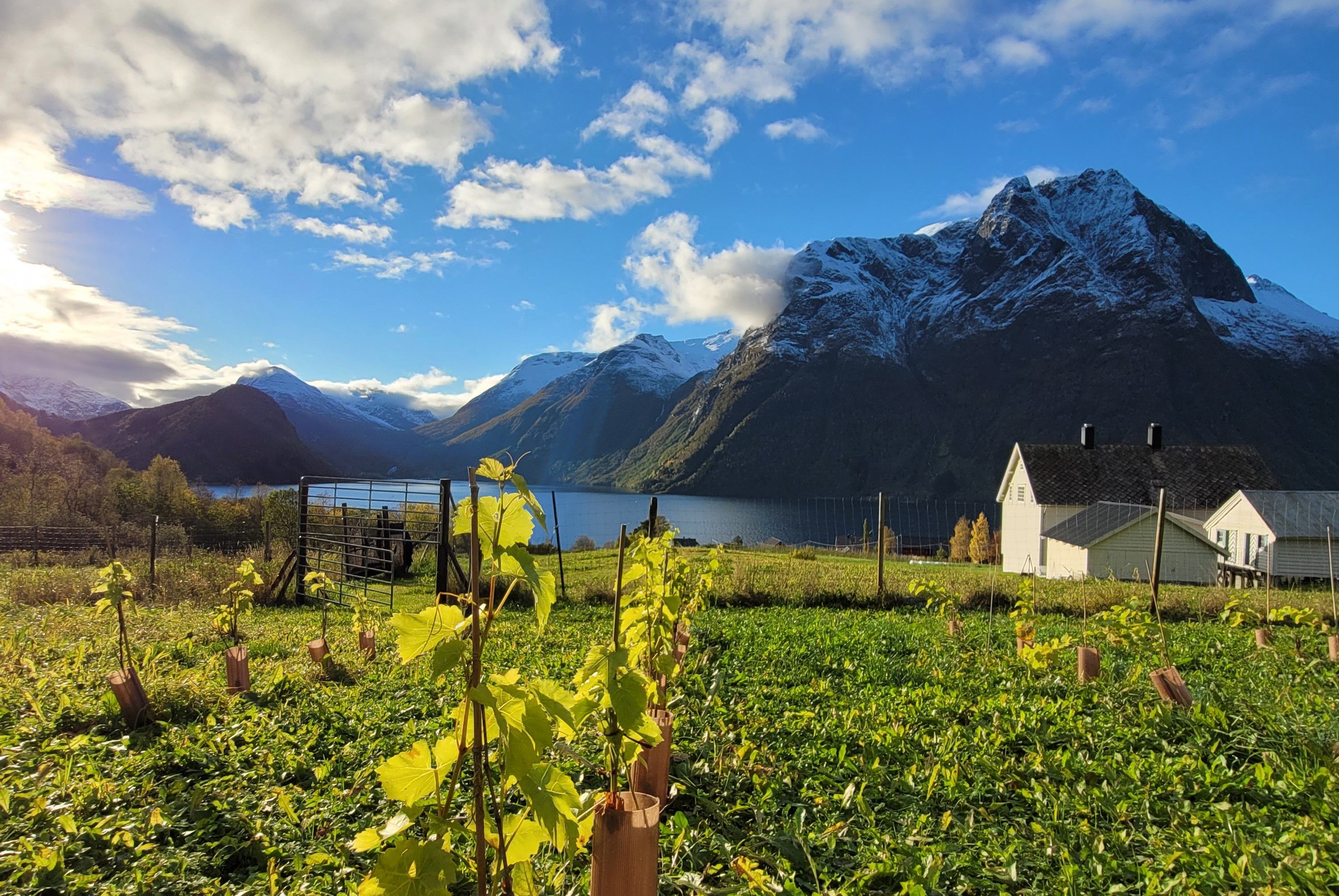 Vinranker på Haula Vineyard med utsikt over Hjørundfjorden